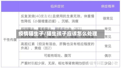 疫情猫生子/猫生孩子应该怎么处理